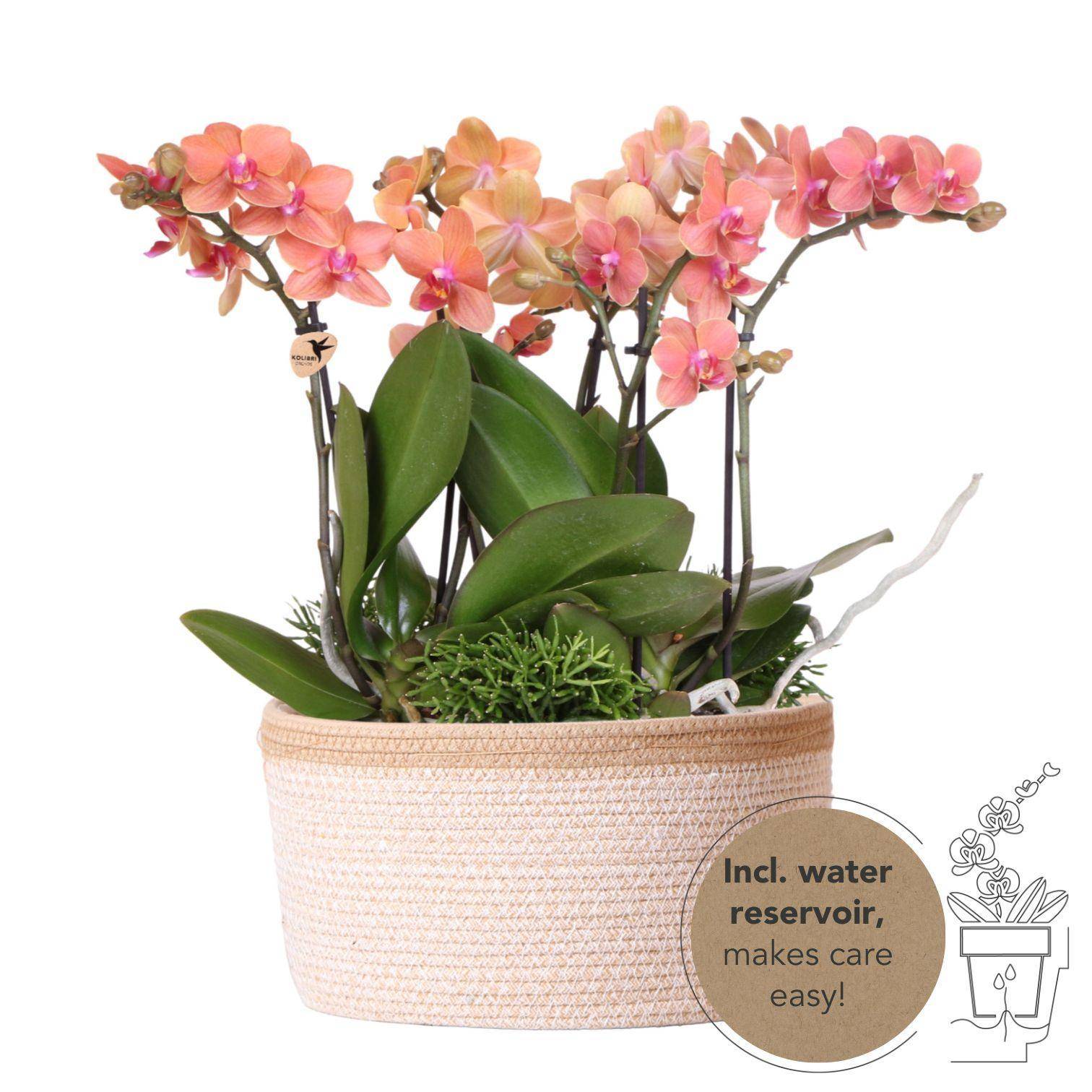 La Green Touch - Set de 3 orchidées orange et 3 Rhipsalis dans un panier en coton avec réservoir d'eau- La Green Touch - Imagen 1