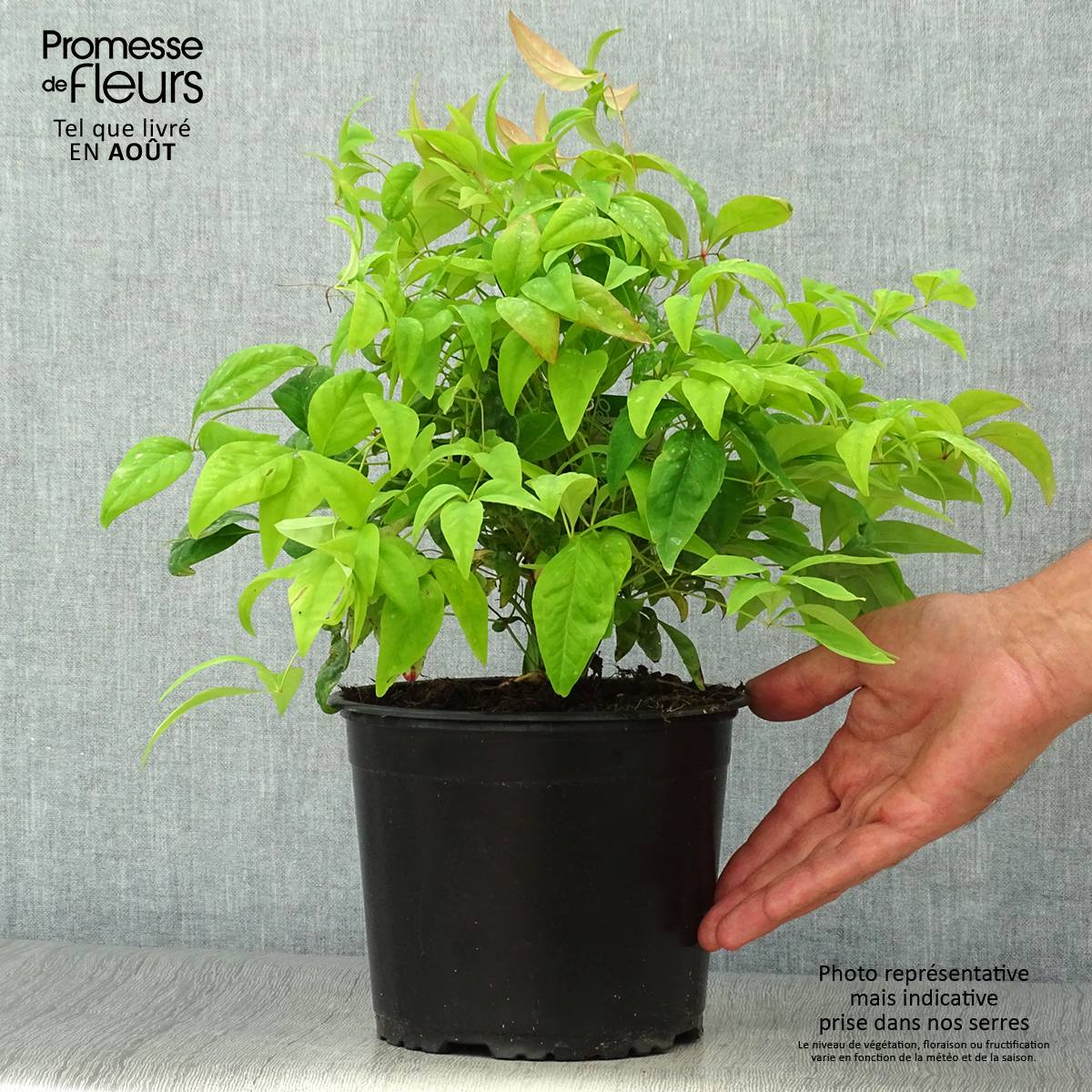 Nandina domestica Wood's Dwarf - Bambou sacré nain Pot de 2L/3L - Image 2
