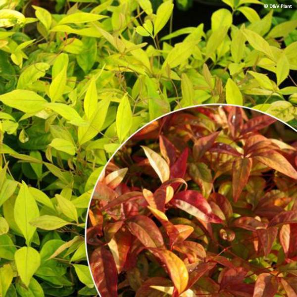 Nandina domestica Wood's Dwarf - Bambou sacré nain Pot de 2L/3L - Image 1