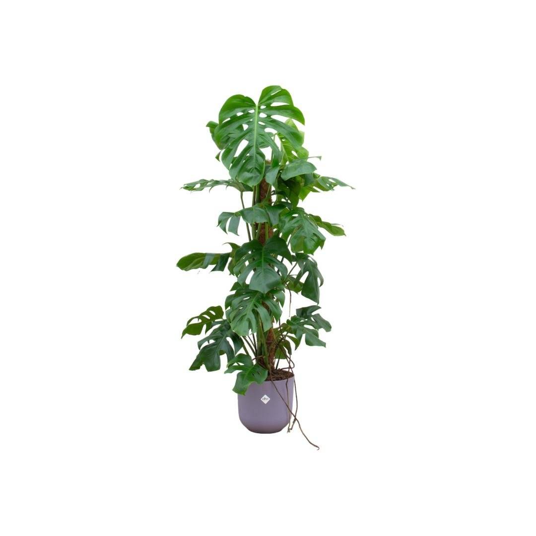 Monstera Pertusum 120cm et son pot- La Green Touch Violet - Hauteur 120cm