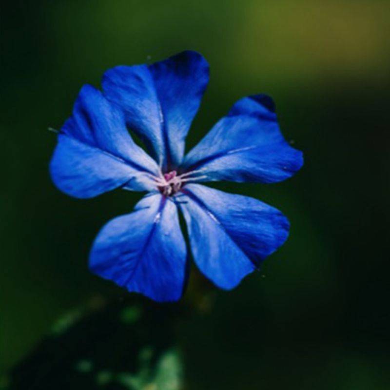 Plumbago de Wilmott (Ceratostigma willmottianum) - Godet 9cm - Pépinières Naudet - Image 1