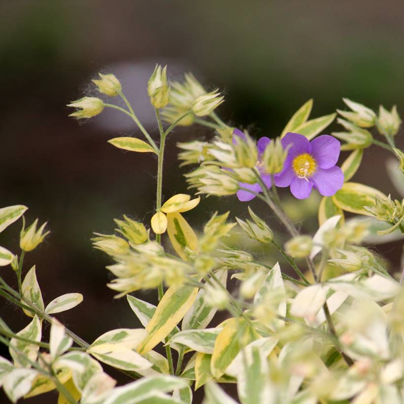 Promesse de Fleurs - Polemonium pulcherrimum Golden Feathers - Polémoine Godet de 8/9 cm