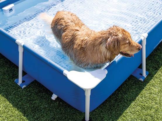 Piscine tubulaire rectangulaire pour animaux - Intex - Image 5