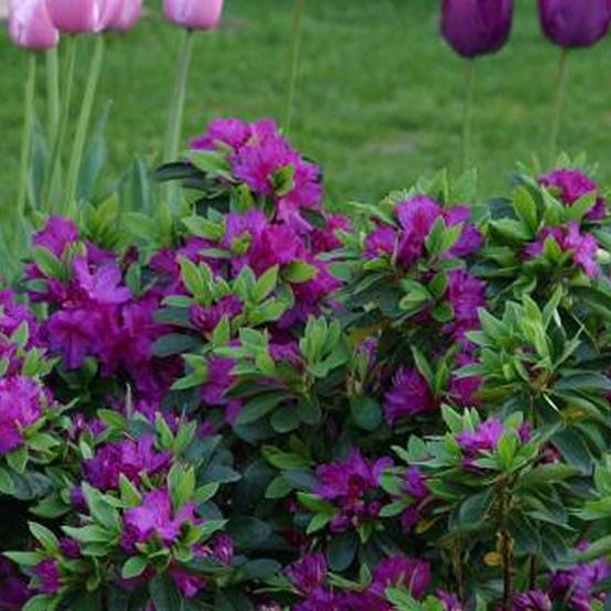 Gardenersdream - Azalée violet (1 pièce) - plante arbuste rhododendron japonais - azalee du Japon persistante robuste - GardenersDream - Imagen 2
