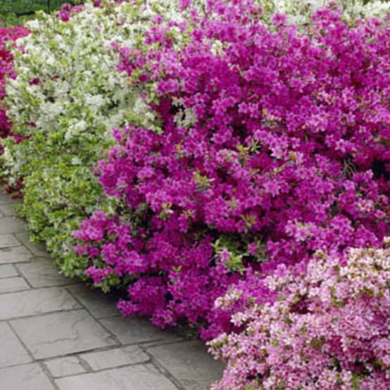 Gardenersdream - Azalée violet (1 pièce) - plante arbuste rhododendron japonais - azalee du Japon persistante robuste - GardenersDream - Imagen 3