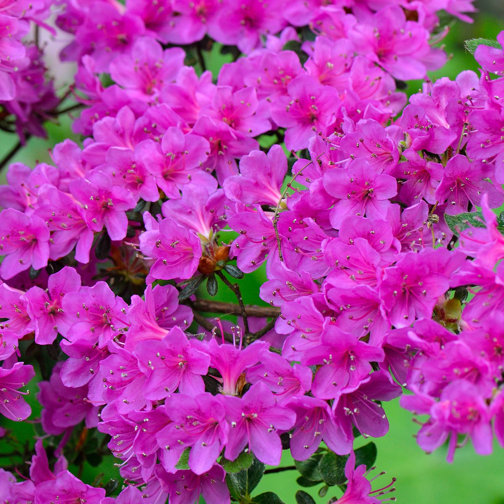 Gardenersdream - Azalée violet (1 pièce) - plante arbuste rhododendron japonais - azalee du Japon persistante robuste - GardenersDream - Imagen 1