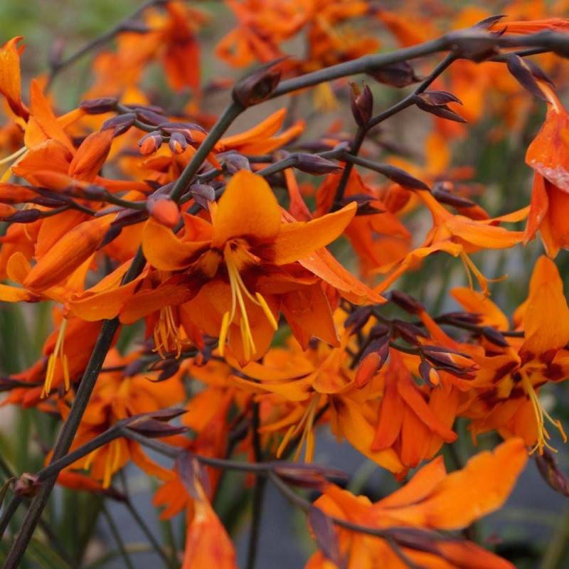 Crocosmia Emily McKenzie, Montbretia à fleurs Orange/Rouge - feuillage Caduc - Godet - 5/20 cm - Imagen 1