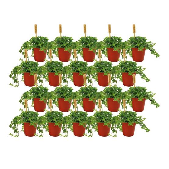 Box - 20 Pilea Depressa 10cm - Plante d'intérieur- La Green Touch - Image 1
