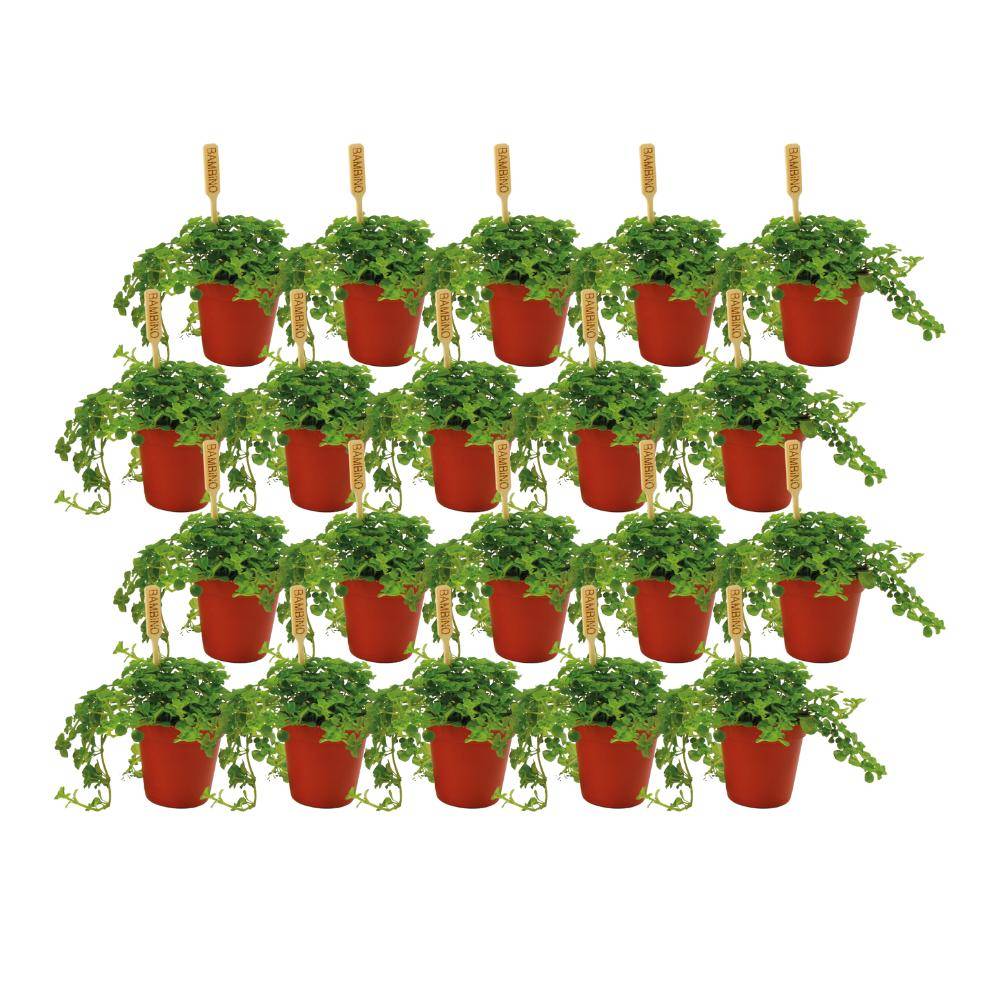Box - 20 Pilea Depressa 10cm - Plante d'intérieur- La Green Touch - Image 1