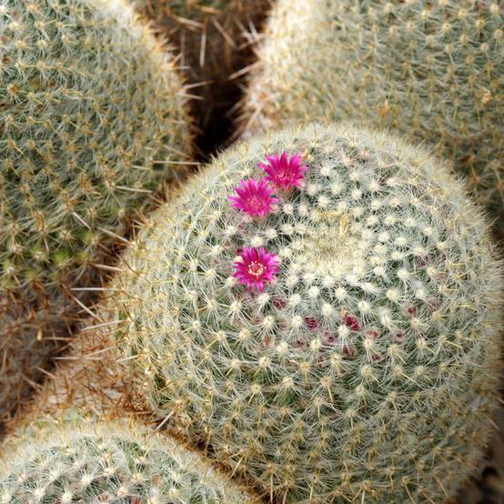 Promesse de Fleurs - Cactus - Mammillaria muehlenpfordtii Pot de 4L/5L, 15/16 diamètre