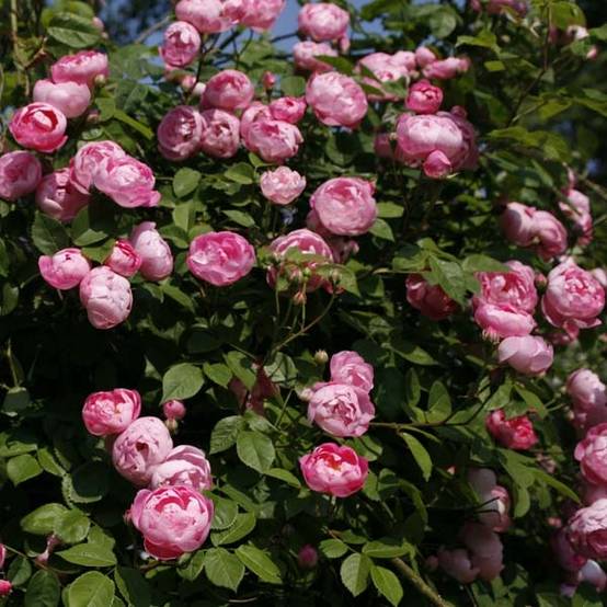 Rosier grimpant Pink Cloud Racines nues en motte - Image 1