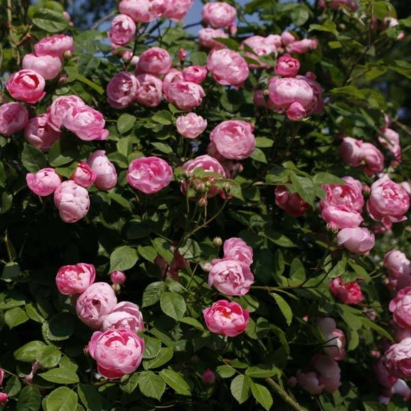 Rosier grimpant Pink Cloud Racines nues en motte - Image 1
