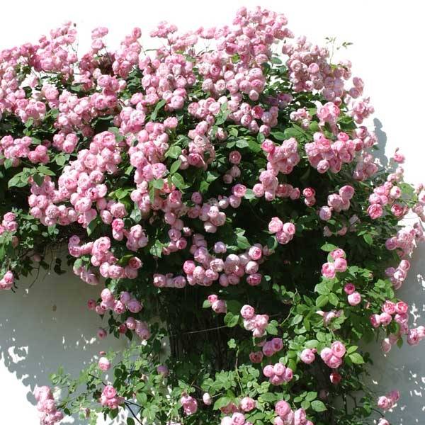 Rosier grimpant Pink Cloud Racines nues en motte - Image 2