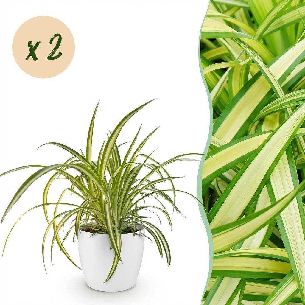 La Green Touch - Chlorophytum Comosum Variegatum - H30cm - Image 3