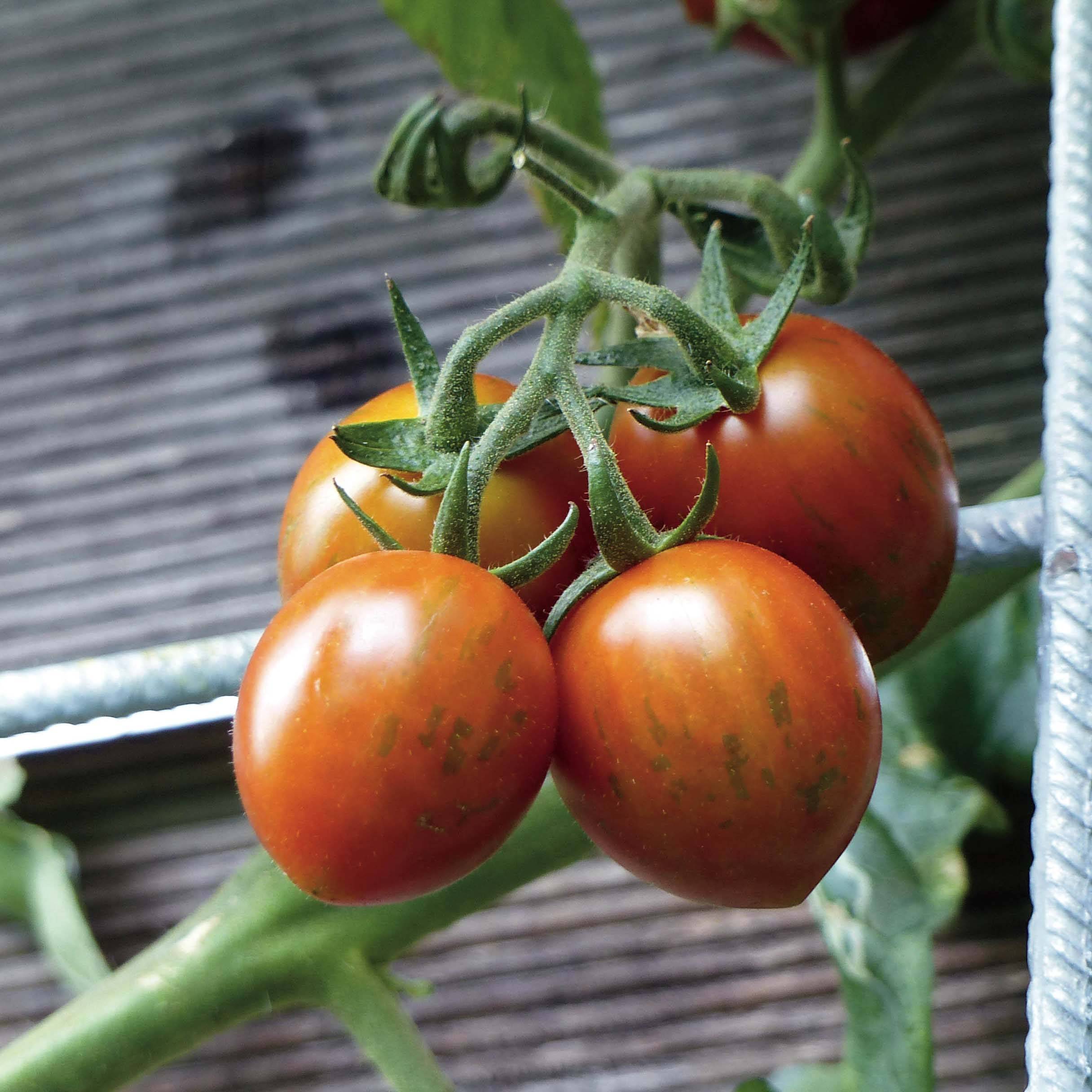 Tomate Cookie F1 en plants GREFFES BIO en mini-mottes Mini-motte Ø 1,5/2,5 cm (par 2)