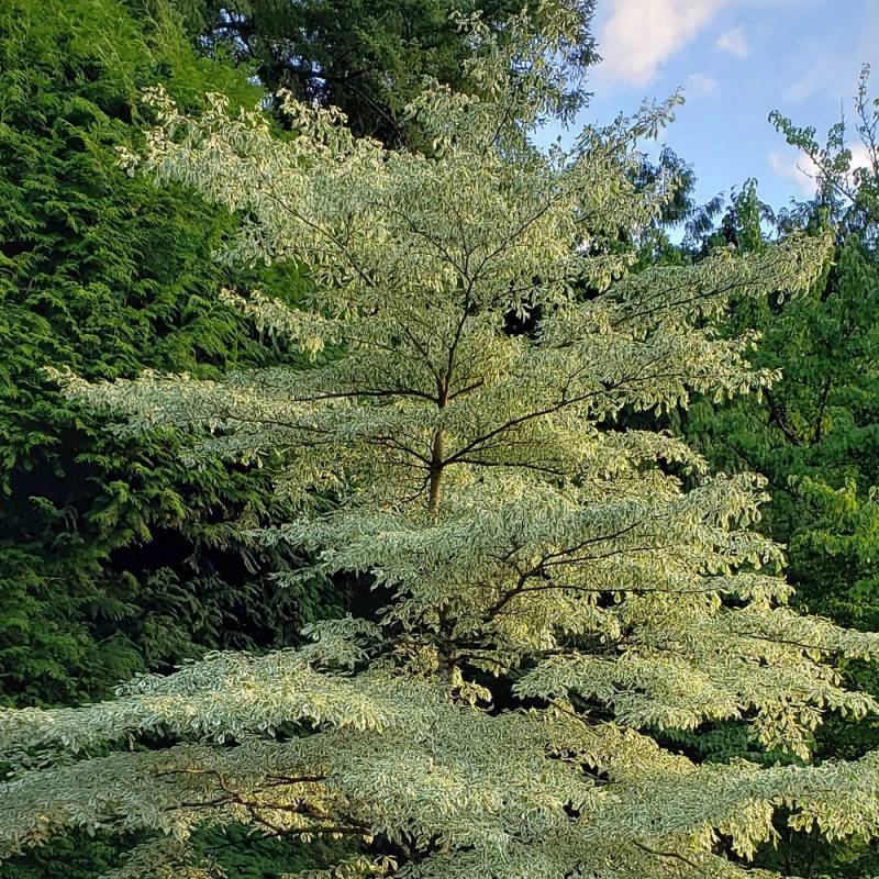 Cornouiller discuté Variegata, Cornus controversa à fleurs Blanche - feuillage Caduc - Pot de 4L - 40/60 cm-  hauteur à maturité De 5,00 m à 10,00 m - Imagen 2