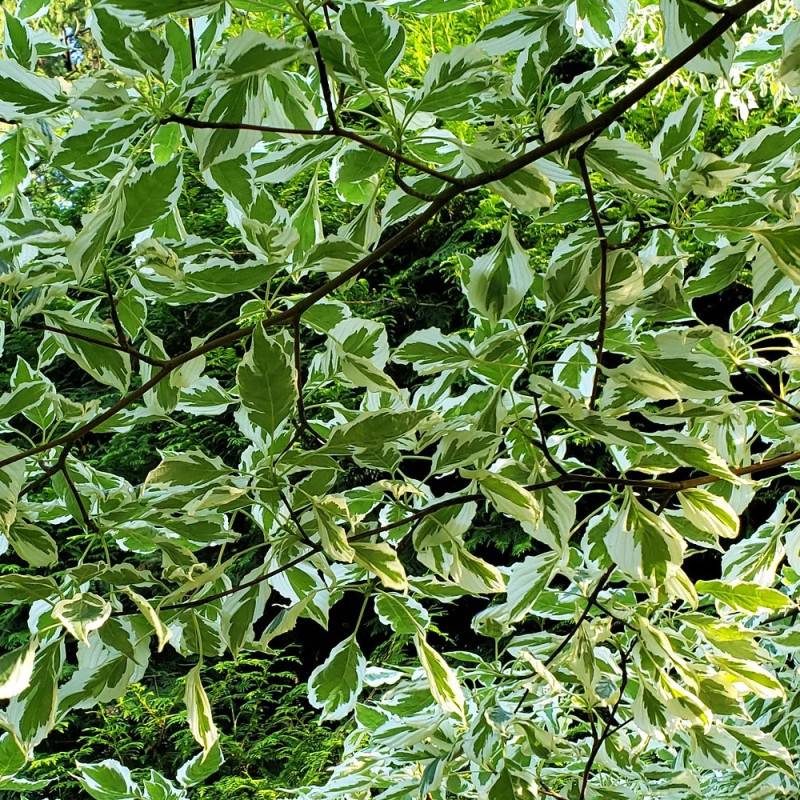 Cornouiller discuté Variegata, Cornus controversa à fleurs Blanche - feuillage Caduc - Pot de 4L - 40/60 cm-  hauteur à maturité De 5,00 m à 10,00 m - Imagen 7