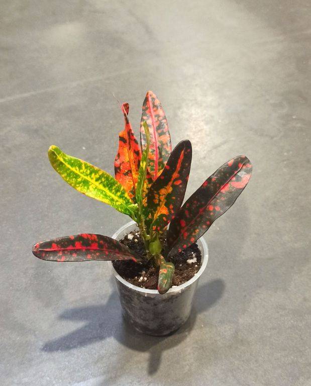 Croton - Codiaeum Red Batik D. 8cm H. 20cm - Plante d'intérieur - IndoorPoppies