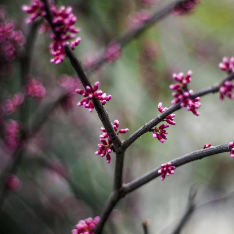 Cercis silicastre, Arbre de Judée, Gainier à fleurs Rose - feuillage Caduc - Pot de 10L - 60/80 cm-  hauteur à maturité De 3,00 m à 5,00 m - Image 5