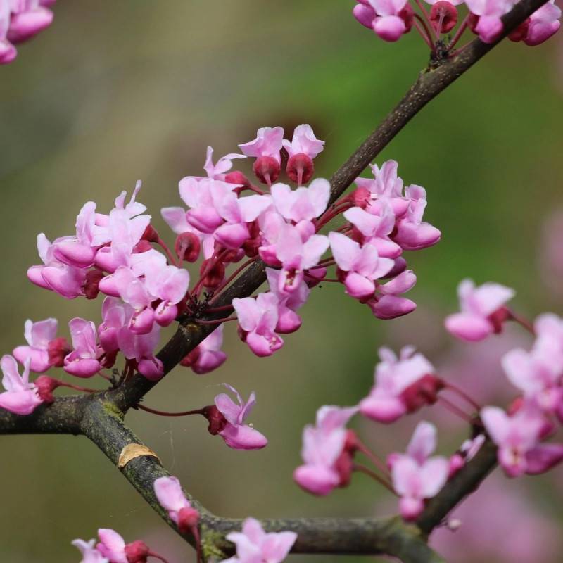 Cercis silicastre, Arbre de Judée, Gainier à fleurs Rose - feuillage Caduc - Pot de 10L - 60/80 cm-  hauteur à maturité De 3,00 m à 5,00 m - Image 8