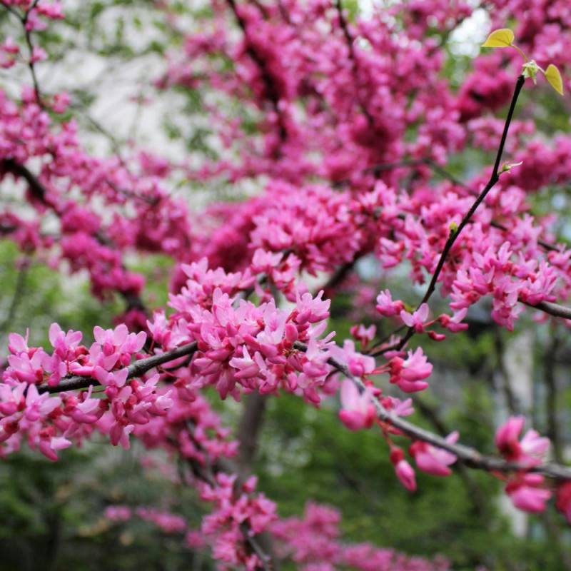 Cercis silicastre, Arbre de Judée, Gainier à fleurs Rose - feuillage Caduc - Pot de 10L - 60/80 cm-  hauteur à maturité De 3,00 m à 5,00 m - Image 3