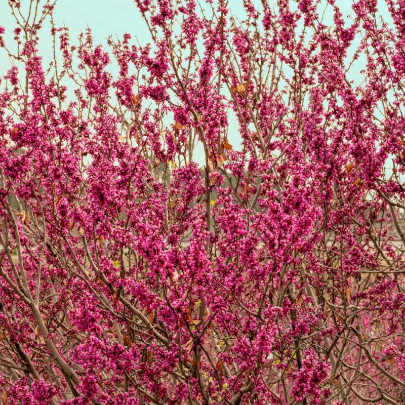 Cercis silicastre, Arbre de Judée, Gainier à fleurs Rose - feuillage Caduc - Pot de 10L - 60/80 cm-  hauteur à maturité De 3,00 m à 5,00 m - Image 4