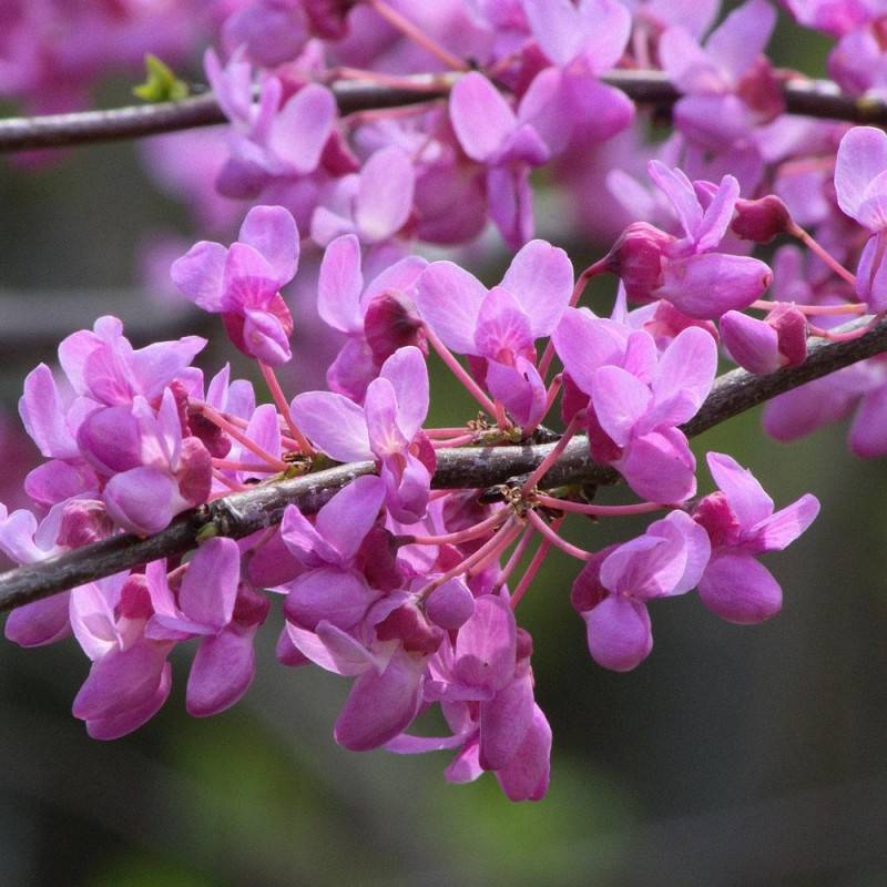 Cercis silicastre, Arbre de Judée, Gainier à fleurs Rose - feuillage Caduc - Pot de 10L - 60/80 cm-  hauteur à maturité De 3,00 m à 5,00 m - Image 9