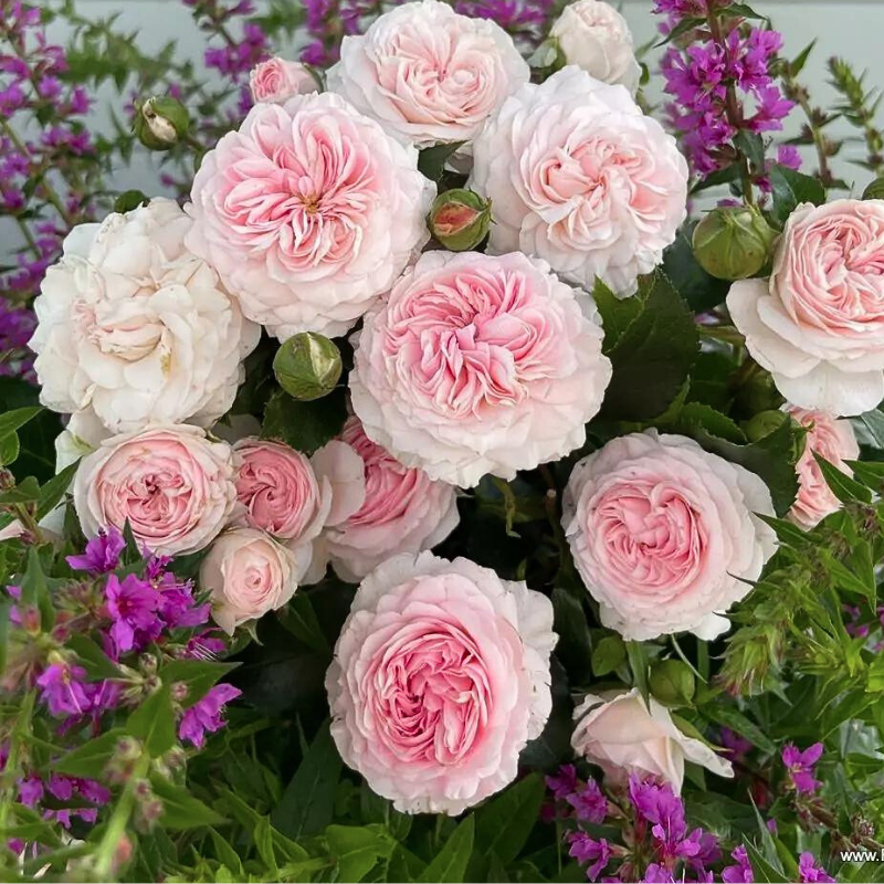 Kordes - Petit Rosier arbustif Larissa pétale rose - Racines nues - Kordes - Image 1