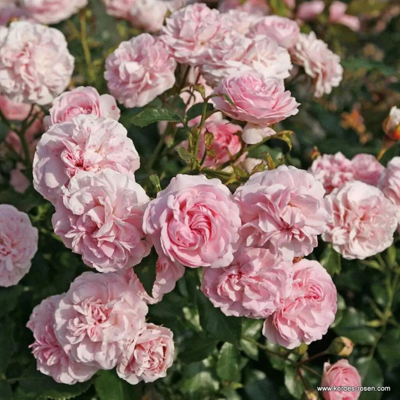 Kordes - Petit Rosier arbustif Larissa pétale rose - Racines nues - Kordes - Image 2