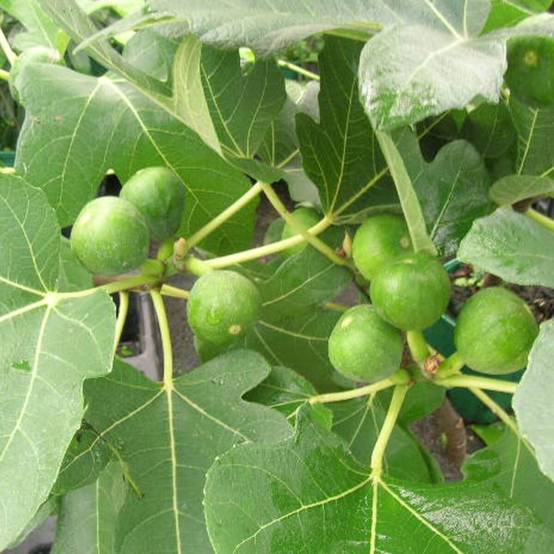 Figuier Madeleine des 2 Saisons, Ficus carica - Bon rendement - Pot de 5L - 40/80 cm - De 3,00 m à 5,00 m - Image 4