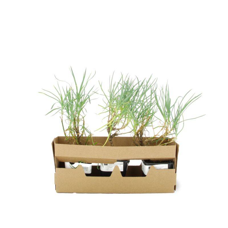 3 Oeillets 'Haytor White' (Dianthus 'Haytor White') - Lot de 3 vivaces - Pépinières Naudet - Image 4