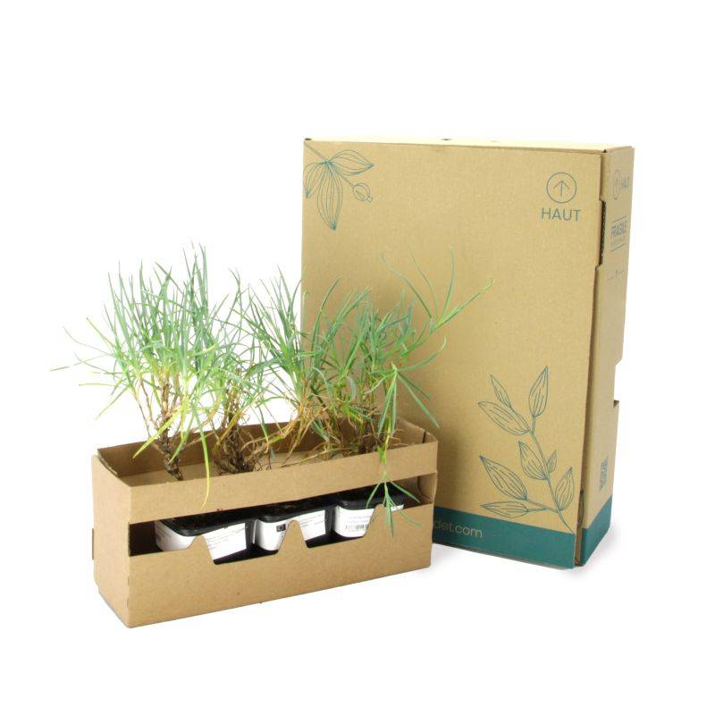 3 Oeillets 'Haytor White' (Dianthus 'Haytor White') - Lot de 3 vivaces - Pépinières Naudet - Image 5