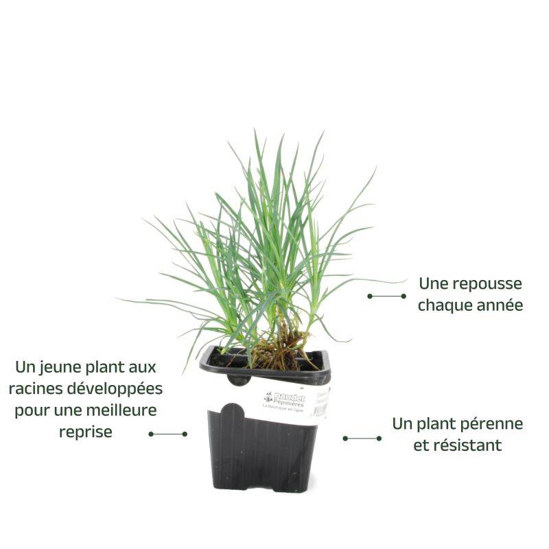 3 Oeillets 'Haytor White' (Dianthus 'Haytor White') - Lot de 3 vivaces - Pépinières Naudet - Image 3