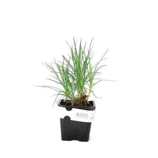 3 Oeillets 'Haytor White' (Dianthus 'Haytor White') - Lot de 3 vivaces - Pépinières Naudet - Image 2