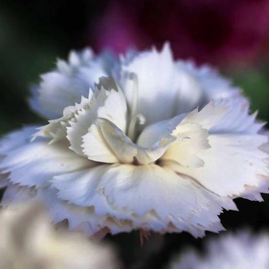 3 Oeillets 'Haytor White' (Dianthus 'Haytor White') - Lot de 3 vivaces - Pépinières Naudet - Image 1