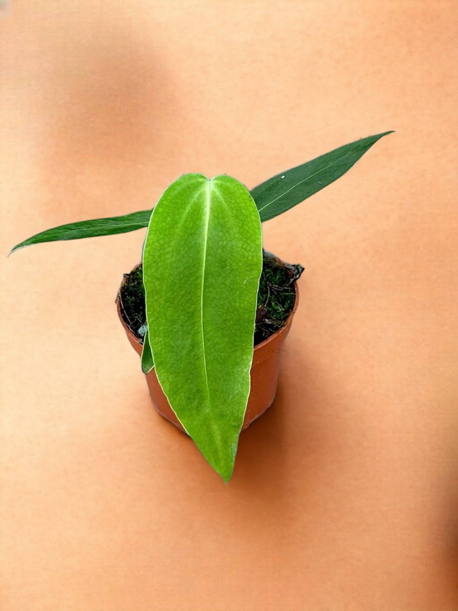 Anthurium Warocqueanum X Waterburyanum- La Green Touch