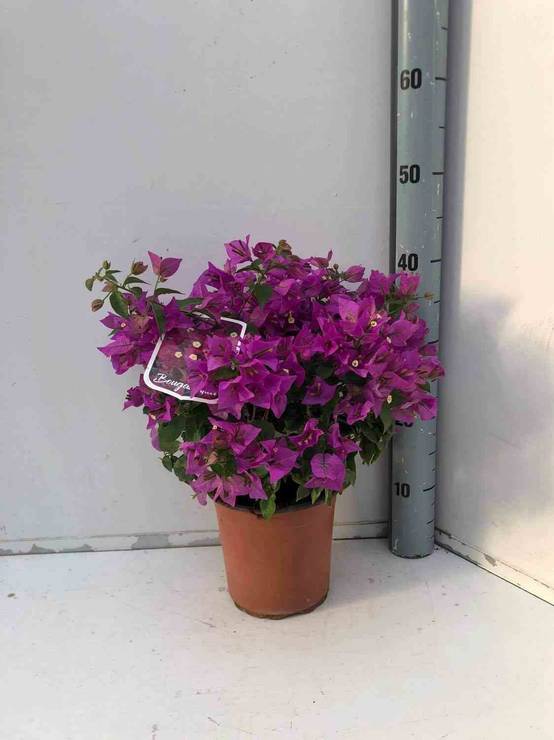 0 - Bougainvillier vera Pot de 25L -200cm - Image 1