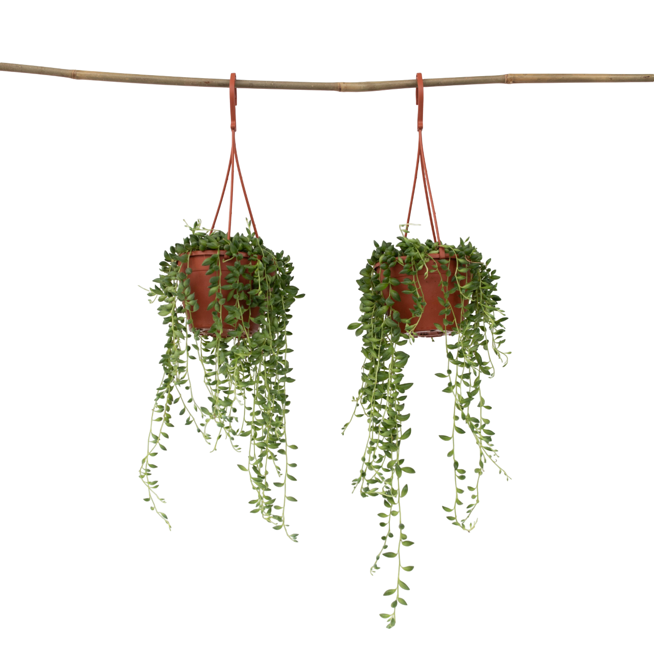 Plant In A Box - Plante collier de perles - Set de 2 - Senecio rowleyanus - H10-20cm - ⌀12cm