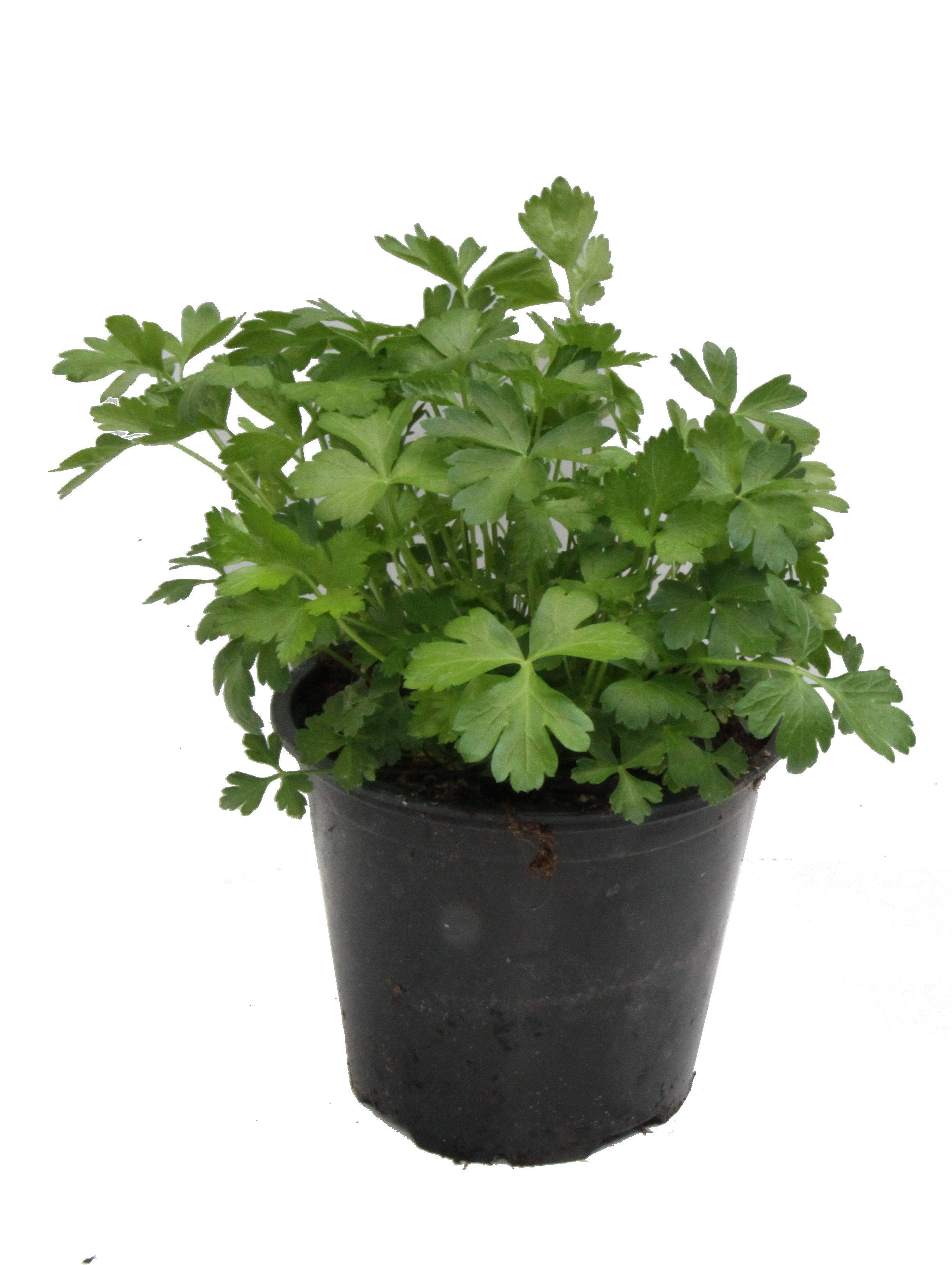 Horti-Flandre - Coriandre pot 14 cm