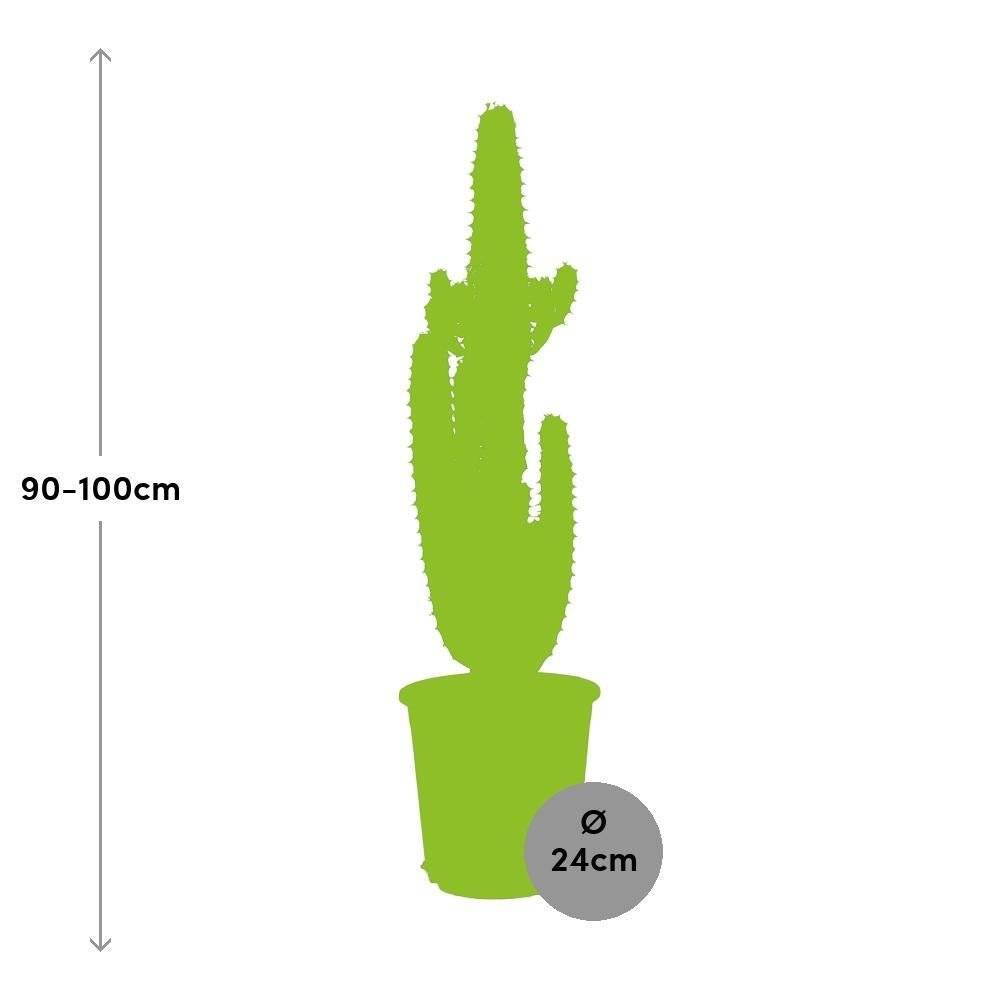 La Green Touch - Euphorbe Acrurensis 95cm - Plante d'intérieur- La Green Touch - Imagen 6
