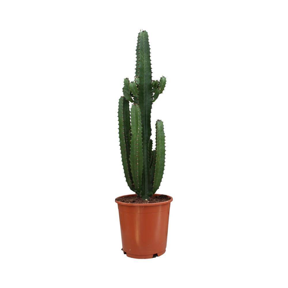 La Green Touch - Euphorbe Acrurensis 95cm - Plante d'intérieur- La Green Touch - Imagen 1