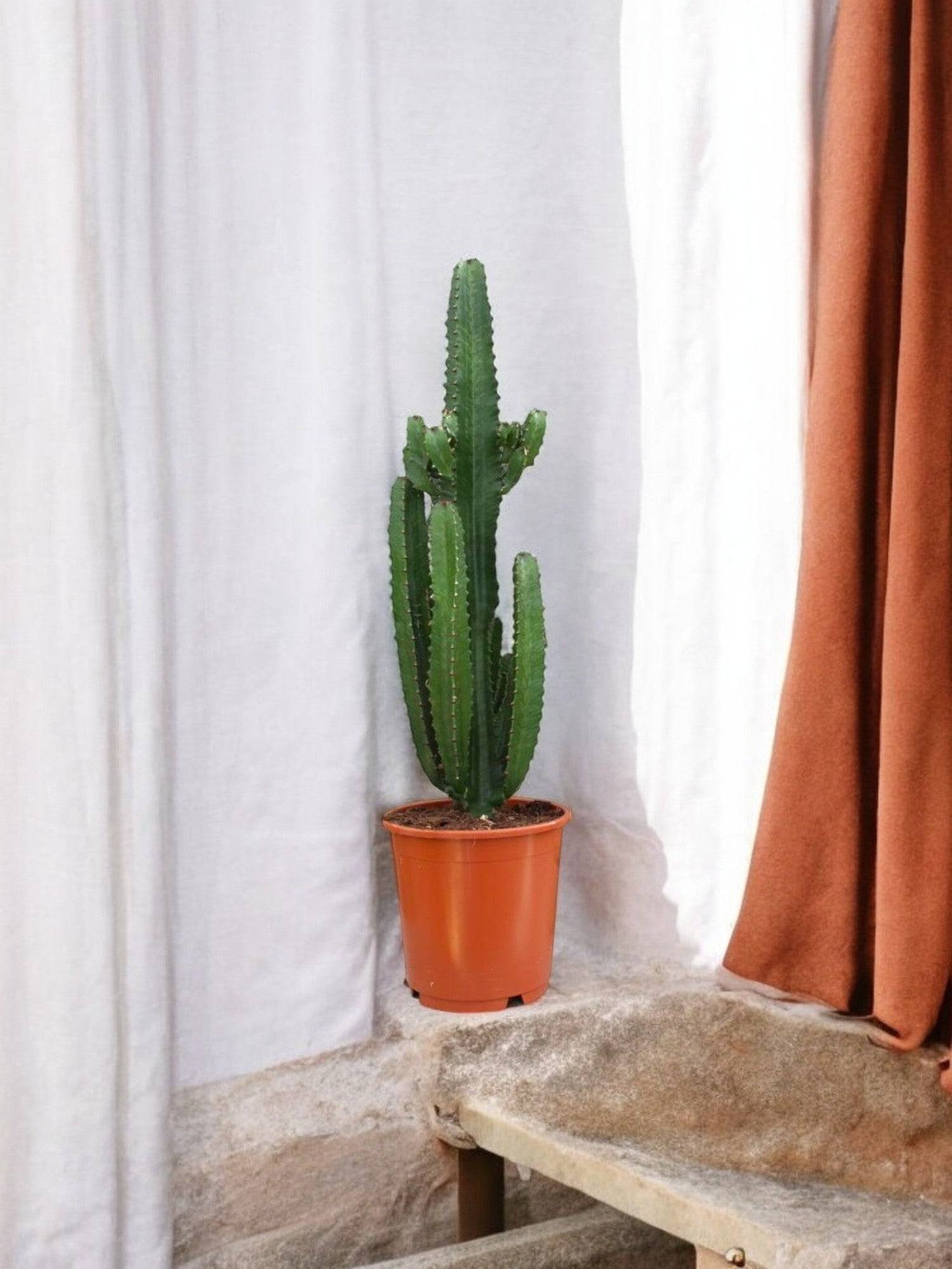 La Green Touch - Euphorbe Acrurensis 95cm - Plante d'intérieur- La Green Touch - Imagen 2