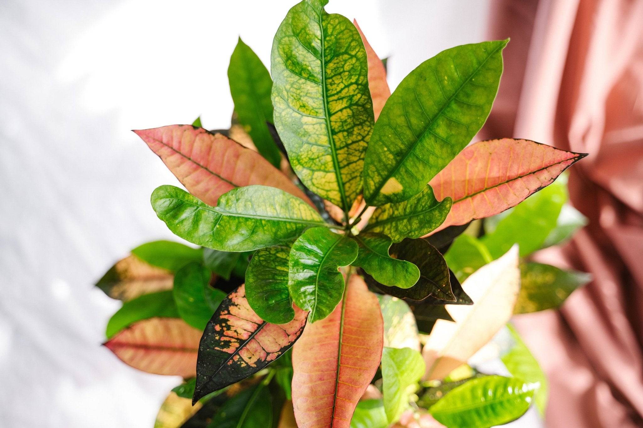 La Green Touch - Codiaeum croton Iceton 120cm - Plante d'intérieur- La Green Touch - Imagen 3