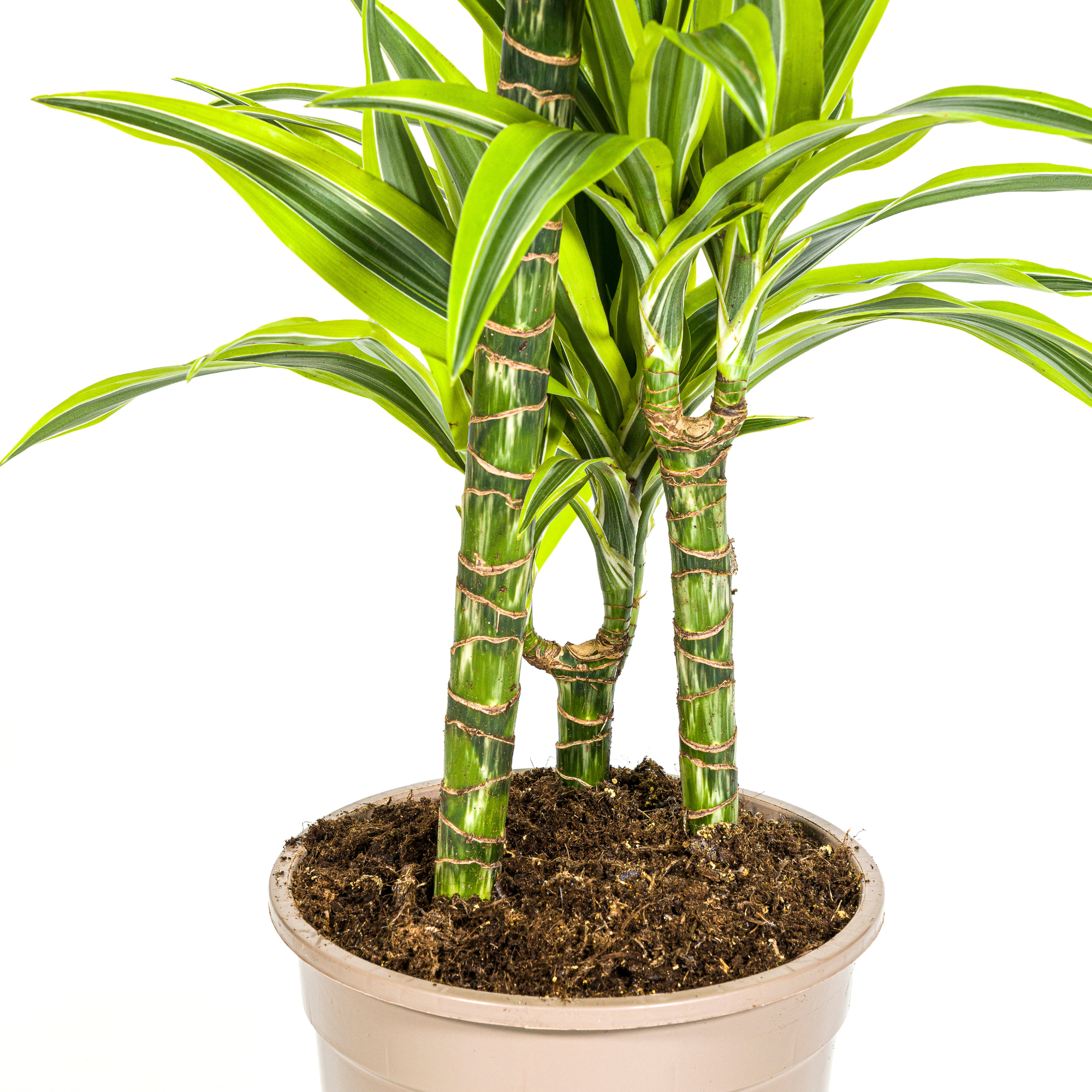 La Green Touch - Dracaena Deremensis Lemon Vert Clair - D24 H130cm - Image 7