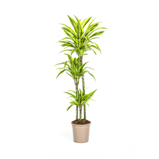 Dracaena Deremensis Lemon Vert Clair - D24 H130cm