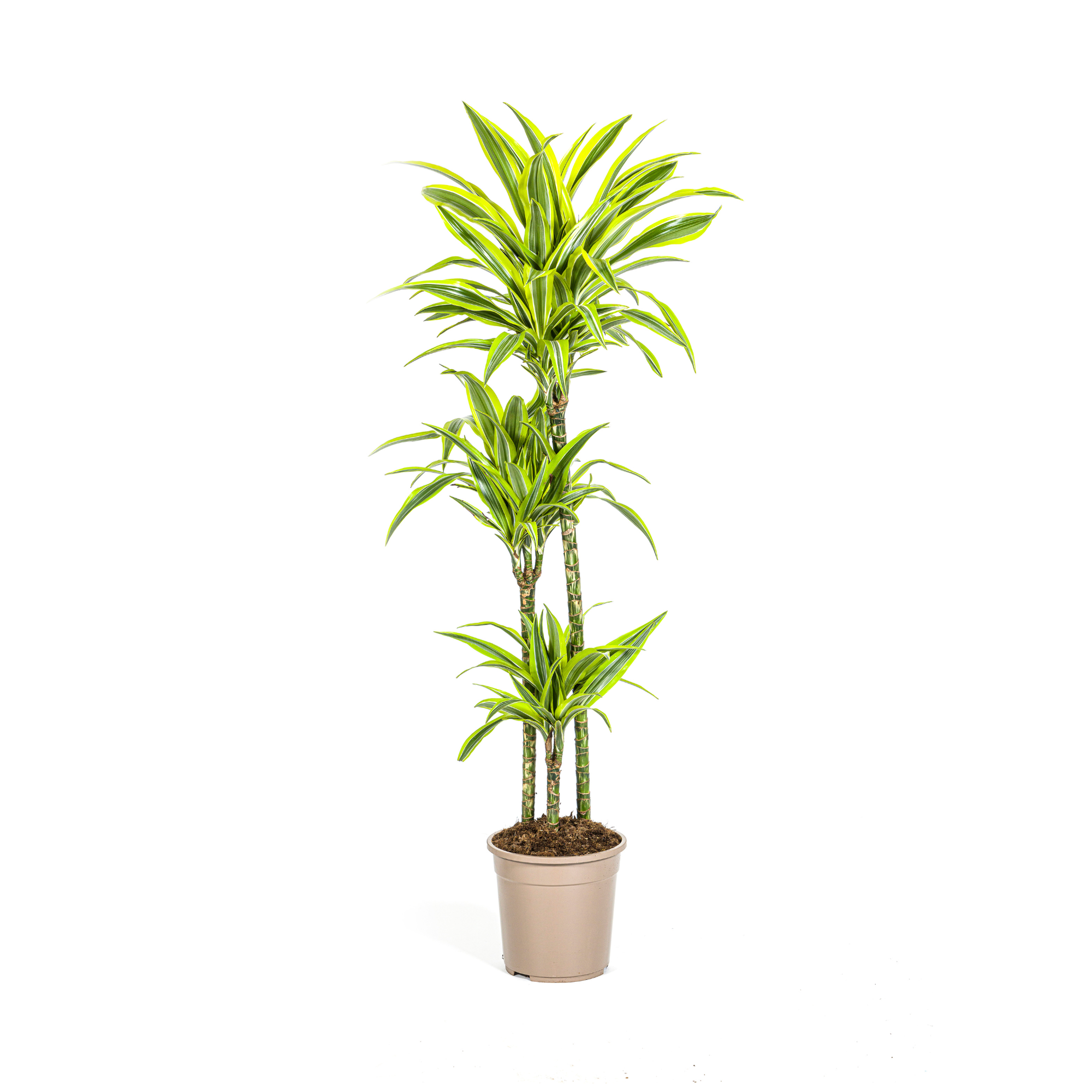 Dracaena Deremensis Lemon Vert Clair - D24 H130cm