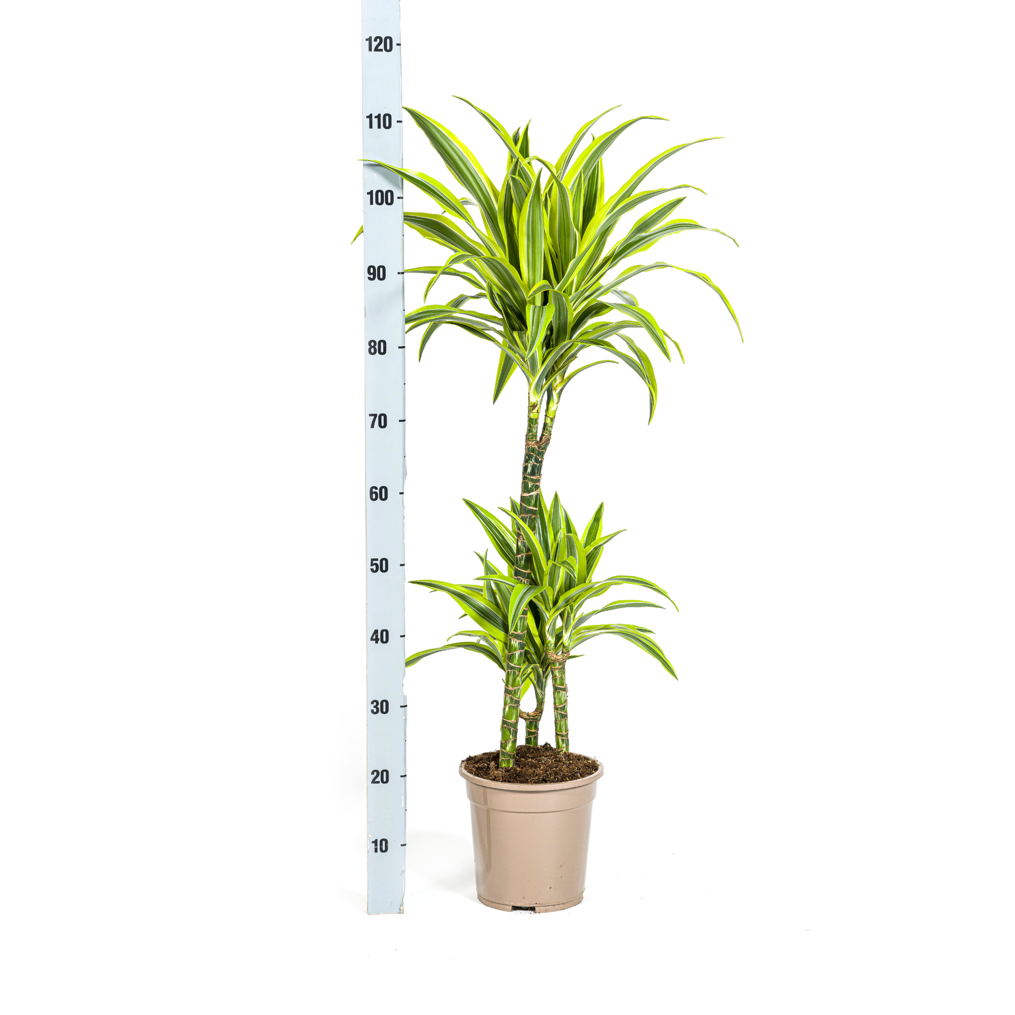 La Green Touch - Dracaena Deremensis Lemon Vert Clair - D24 H130cm - Image 3