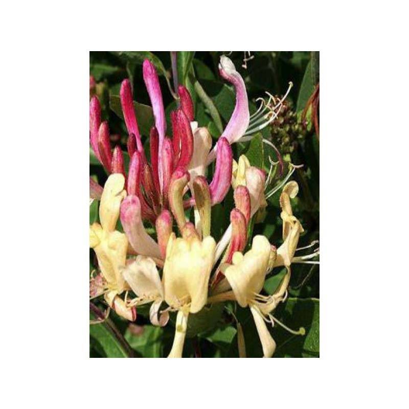 Promesse de Fleurs - Chèvrefeuille des bois Caprilia Ever Pot de 2L/3L