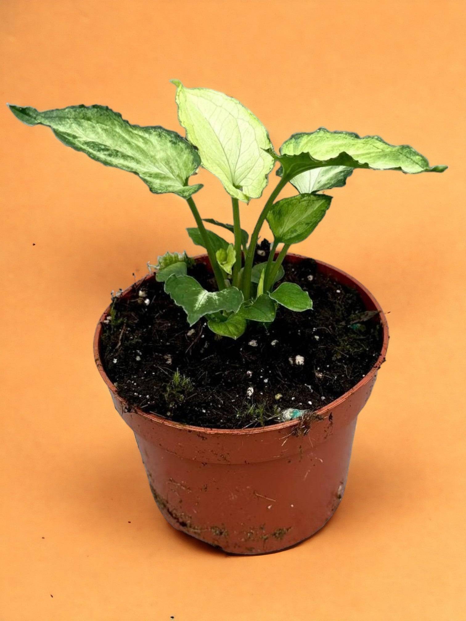 Syngonium Mouse Ears- La Green Touch