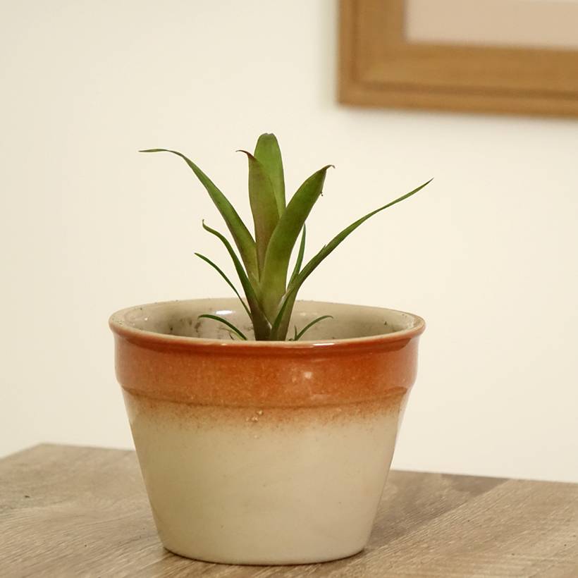 Promesse de Fleurs - Vriesea Christiane Mini-plante